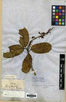 Type specimen at Edinburgh (E). Gardner, George: 4126. Barcode: E00285646.