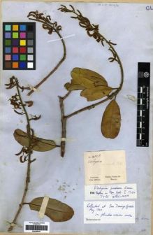 Type specimen at Edinburgh (E). Gardner, George: 4126. Barcode: E00285647.