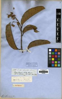 Type specimen at Edinburgh (E). Spruce, Richard: 2889. Barcode: E00285648.