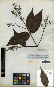 Type specimen at Edinburgh (E). Spruce, Richard: 3767. Barcode: E00285649.