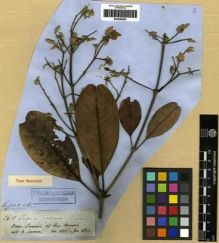 Type specimen at Edinburgh (E). Spruce, Richard: 2613. Barcode: E00285650.