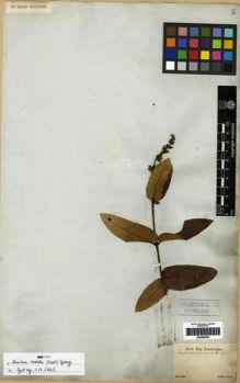 Type specimen at Edinburgh (E). Sellow, Friedrich: . Barcode: E00285651.