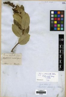 Type specimen at Edinburgh (E). Sellow, Friedrich: . Barcode: E00285652.
