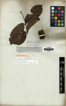 Type specimen at Edinburgh (E). Spruce, Richard: 3059. Barcode: E00285653.