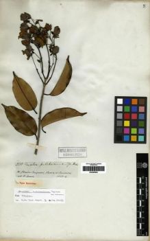 Type specimen at Edinburgh (E). Spruce, Richard: 3388. Barcode: E00285654.