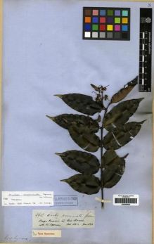 Type specimen at Edinburgh (E). Spruce, Richard: 2612. Barcode: E00285656.