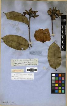 Type specimen at Edinburgh (E). Spruce, Richard: 2713. Barcode: E00285657.