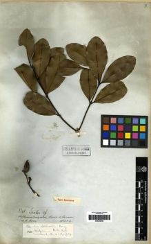 Type specimen at Edinburgh (E). Spruce, Richard: 3341. Barcode: E00285658.