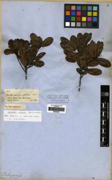 Type specimen at Edinburgh (E). Spruce, Richard: 1838. Barcode: E00285659.