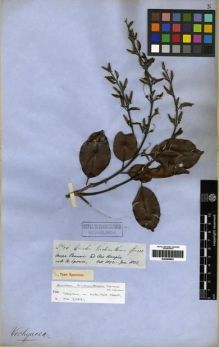 Type specimen at Edinburgh (E). Spruce, Richard: 2706. Barcode: E00285662.