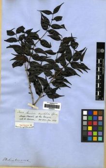 Type specimen at Edinburgh (E). Spruce, Richard: 2433. Barcode: E00285679.