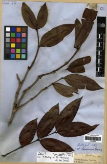 Type specimen at Edinburgh (E). Spruce, Richard: . Barcode: E00285680.