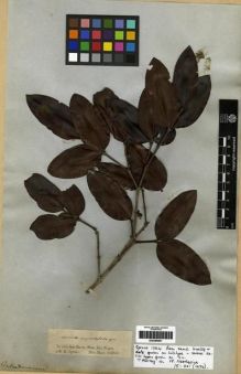 Type specimen at Edinburgh (E). Spruce, Richard: . Barcode: E00285681.