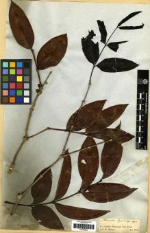 Type specimen at Edinburgh (E). Spruce, Richard: . Barcode: E00285682.