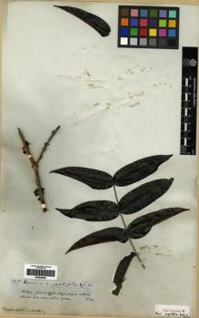 Type specimen at Edinburgh (E). Spruce, Richard: 2987. Barcode: E00285686.