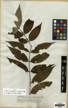 Type specimen at Edinburgh (E). Spruce, Richard: 3325. Barcode: E00285687.
