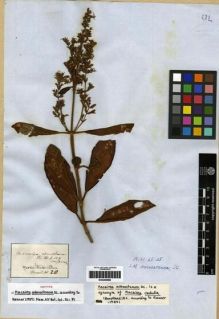 Type specimen at Edinburgh (E). Martius, Carl: 210. Barcode: E00285689.