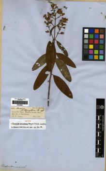 Type specimen at Edinburgh (E). Spruce, Richard: 2013. Barcode: E00285691.