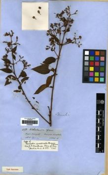 Type specimen at Edinburgh (E). Spruce, Richard: 4584. Barcode: E00285693.