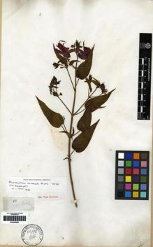 Type specimen at Edinburgh (E). Schomburgk, Robert: 82. Barcode: E00285698.