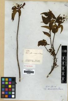 Type specimen at Edinburgh (E). Schomburgk, Robert: 82. Barcode: E00285699.