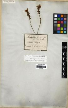 Type specimen at Edinburgh (E). Martius, Carl: . Barcode: E00285704.