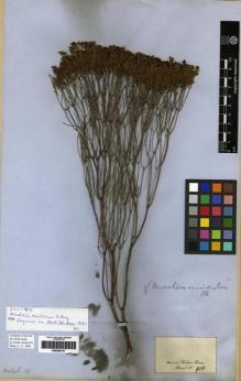 Type specimen at Edinburgh (E). Martius, Carl: 915. Barcode: E00285707.
