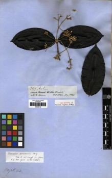 Type specimen at Edinburgh (E). Spruce, Richard: 2839. Barcode: E00285735.