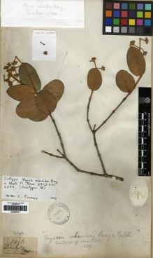 Type specimen at Edinburgh (E). Gardner, George: 2866. Barcode: E00285737.