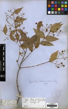 Type specimen at Edinburgh (E). Gardner, George: 2605. Barcode: E00285739.