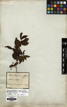 Type specimen at Edinburgh (E). Martius, Carl: . Barcode: E00285758.