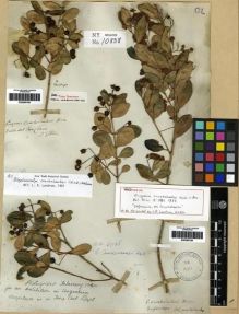 Type specimen at Edinburgh (E). Gillies, John: . Barcode: E00285760.