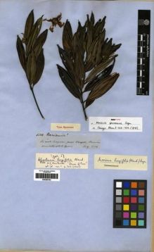 Type specimen at Edinburgh (E). Spruce, Richard: 4204. Barcode: E00285763.