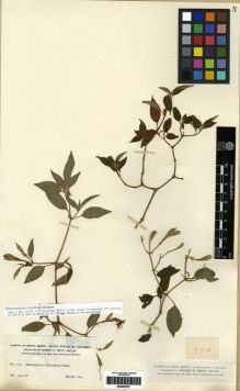 Type specimen at Edinburgh (E). Smith, Herbert: 774. Barcode: E00285767.