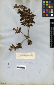 Type specimen at Edinburgh (E). Spruce, Richard: . Barcode: E00285783.