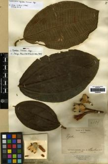 Type specimen at Edinburgh (E). Triana, Jose: 4099. Barcode: E00285788.