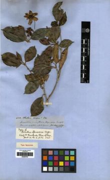 Type specimen at Edinburgh (E). Spruce, Richard: 4354. Barcode: E00285790.
