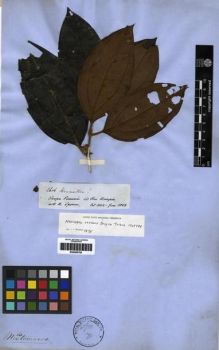 Type specimen at Edinburgh (E). Spruce, Richard: 2606. Barcode: E00285792.