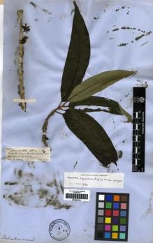 Type specimen at Edinburgh (E). Spruce, Richard: 2014. Barcode: E00285795.