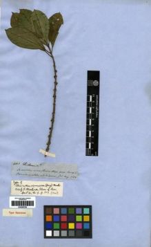 Type specimen at Edinburgh (E). Spruce, Richard: 4001. Barcode: E00285796.