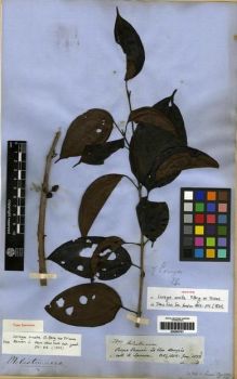 Type specimen at Edinburgh (E). Spruce, Richard: 2899. Barcode: E00285797.