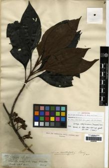 Type specimen at Edinburgh (E). Spruce, Richard: 3085. Barcode: E00285798.