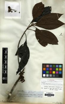 Type specimen at Edinburgh (E). Spruce, Richard: 3085. Barcode: E00285799.