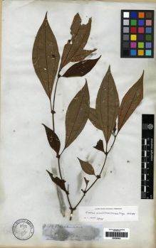 Type specimen at Edinburgh (E). Spruce, Richard: 3020. Barcode: E00285803.