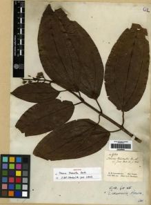 Type specimen at Edinburgh (E). Schomburgk, Robert: 980. Barcode: E00285828.