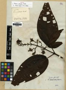 Type specimen at Edinburgh (E). Schomburgk, Robert: 288. Barcode: E00285829.