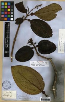 Type specimen at Edinburgh (E). Gardner, George: 2862. Barcode: E00285830.