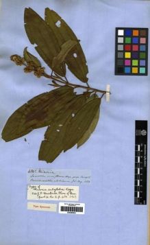 Type specimen at Edinburgh (E). Spruce, Richard: 4842. Barcode: E00285832.