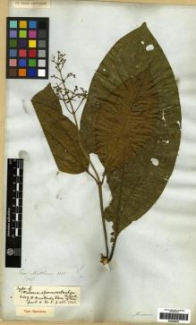 Type specimen at Edinburgh (E). Mathews, Andrew: 1305. Barcode: E00285833.