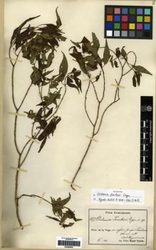 Type specimen at Edinburgh (E). Fuertes, Miguel: 1677. Barcode: E00285835.
